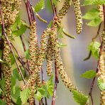 Breza previsnutá (Betula Alba pendula) ´YOUNGII´ - výška 200-250 cm, kont. C12L